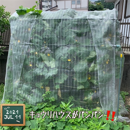 f:id:morinobanana:20210716161933j:image f:id:morinobanana:20210716161933j:image