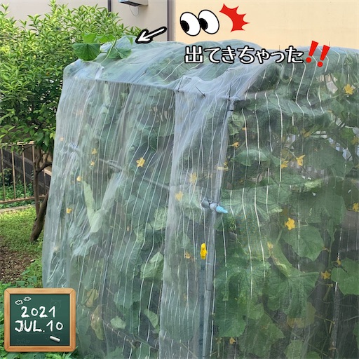 f:id:morinobanana:20210716162002j:image f:id:morinobanana:20210716162002j:image