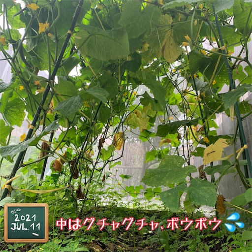 f:id:morinobanana:20210716162021j:image f:id:morinobanana:20210716162021j:image