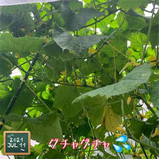 f:id:morinobanana:20210716162026j:image f:id:morinobanana:20210716162026j:image