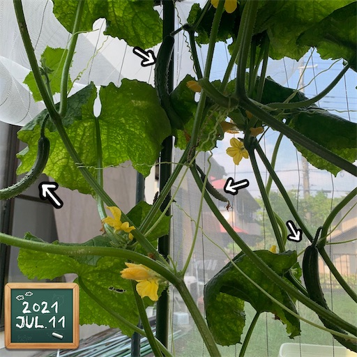 f:id:morinobanana:20210716162921j:image f:id:morinobanana:20210716162921j:image