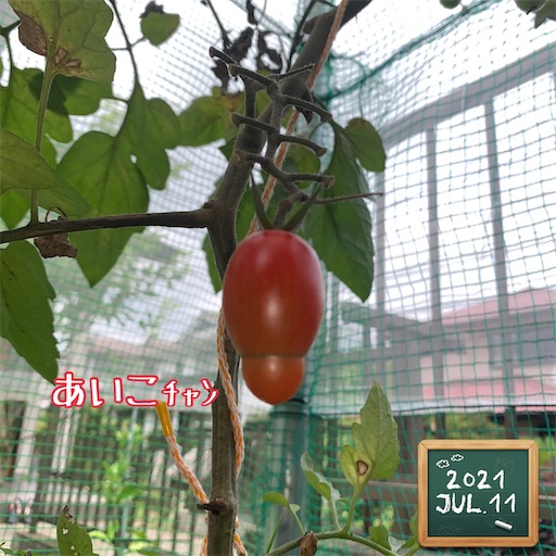 f:id:morinobanana:20210716163658j:image f:id:morinobanana:20210716163658j:image
