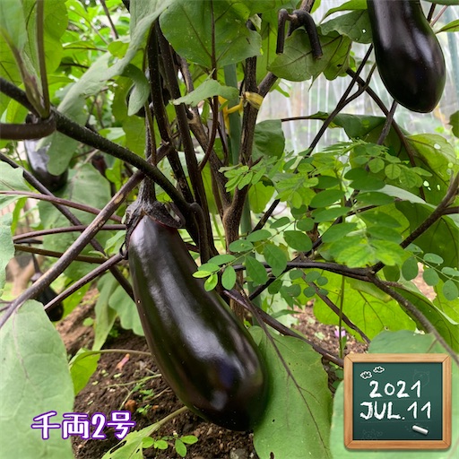 f:id:morinobanana:20210716163724j:image f:id:morinobanana:20210716163724j:image