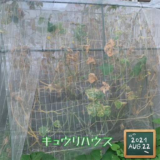 f:id:morinobanana:20210822161409j:image f:id:morinobanana:20210822161409j:image