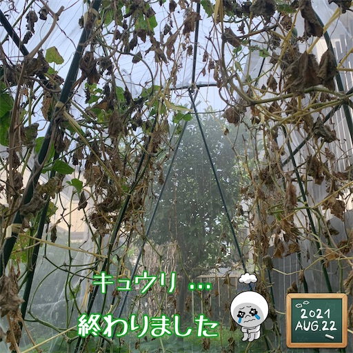 f:id:morinobanana:20210822161412j:image f:id:morinobanana:20210822161412j:image