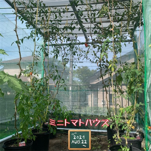 f:id:morinobanana:20210822161528j:image f:id:morinobanana:20210822161528j:image