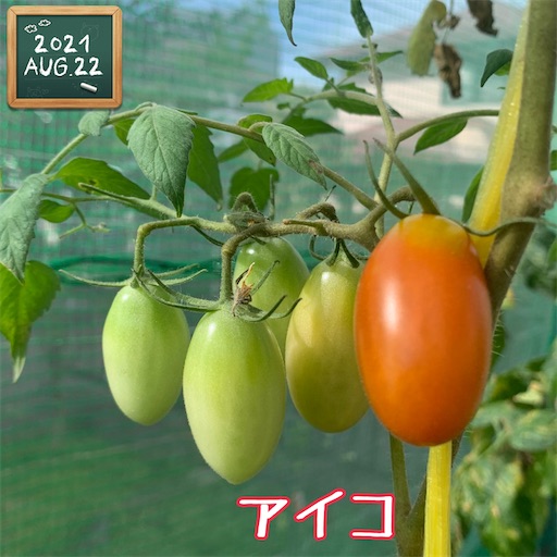 f:id:morinobanana:20210822161603j:image f:id:morinobanana:20210822161603j:image