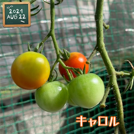f:id:morinobanana:20210822161620j:image f:id:morinobanana:20210822161620j:image