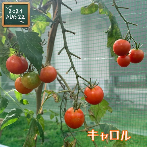 f:id:morinobanana:20210822161623j:image f:id:morinobanana:20210822161623j:image