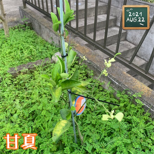 f:id:morinobanana:20210822161659j:image f:id:morinobanana:20210822161659j:image