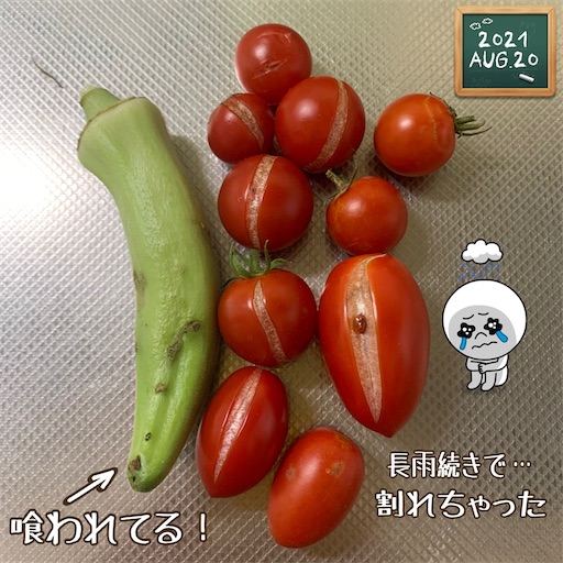 f:id:morinobanana:20210822172441j:image f:id:morinobanana:20210822172441j:image