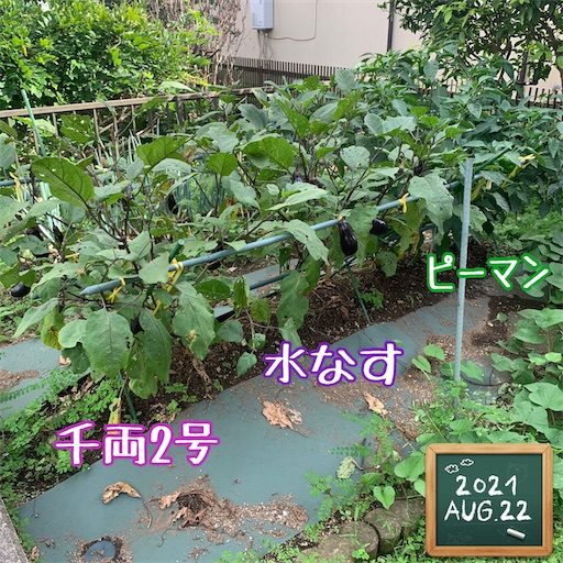f:id:morinobanana:20210901165536j:image f:id:morinobanana:20210901165536j:image