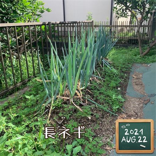 f:id:morinobanana:20210901165539j:image f:id:morinobanana:20210901165539j:image