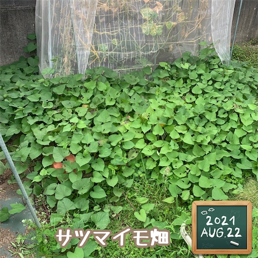 f:id:morinobanana:20210901165542j:image f:id:morinobanana:20210901165542j:image
