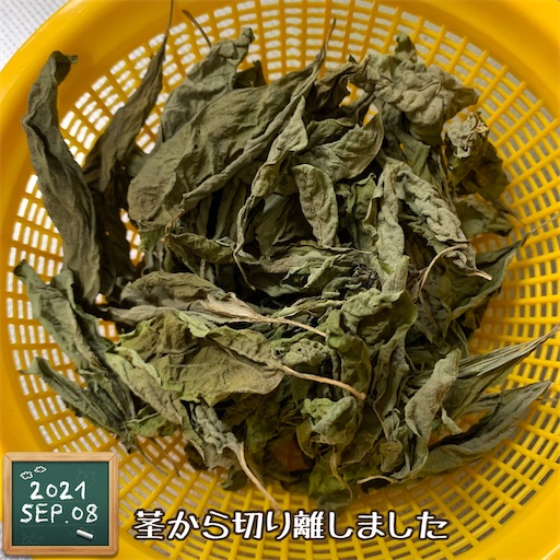 f:id:morinobanana:20210909224441j:image f:id:morinobanana:20210909224441j:image