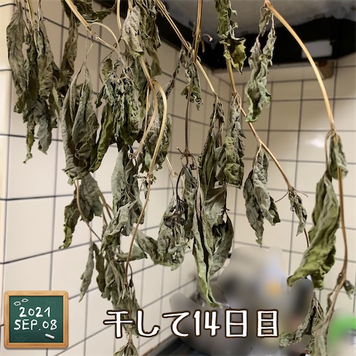 f:id:morinobanana:20210910184026j:image f:id:morinobanana:20210910184026j:image