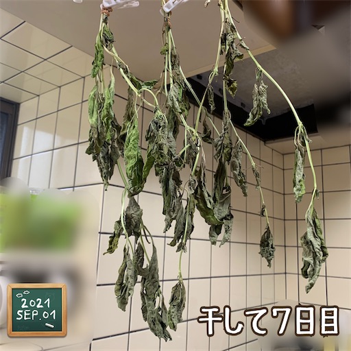 f:id:morinobanana:20210910184029j:image f:id:morinobanana:20210910184029j:image