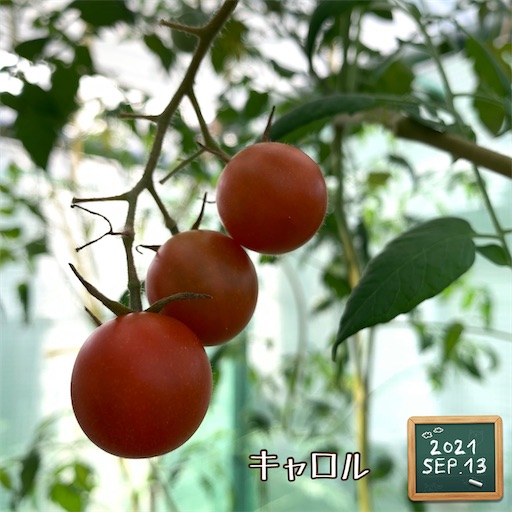 f:id:morinobanana:20210916155638j:image f:id:morinobanana:20210916155638j:image