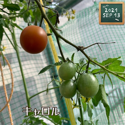 f:id:morinobanana:20210916155657j:image f:id:morinobanana:20210916155657j:image