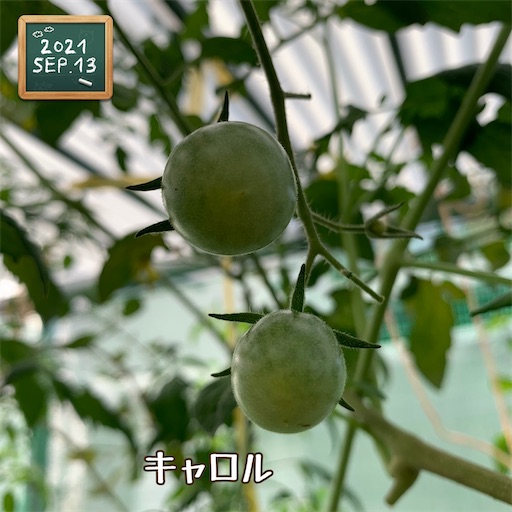 f:id:morinobanana:20210916155659j:image f:id:morinobanana:20210916155659j:image