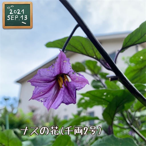 f:id:morinobanana:20210916160041j:image f:id:morinobanana:20210916160041j:image