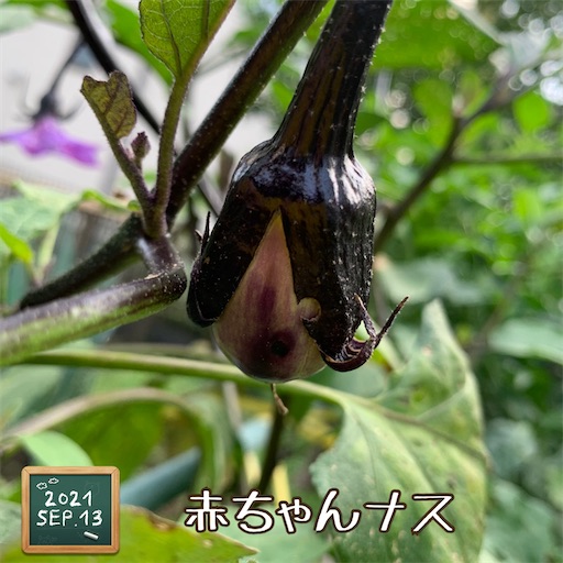 f:id:morinobanana:20210916160043j:image f:id:morinobanana:20210916160043j:image