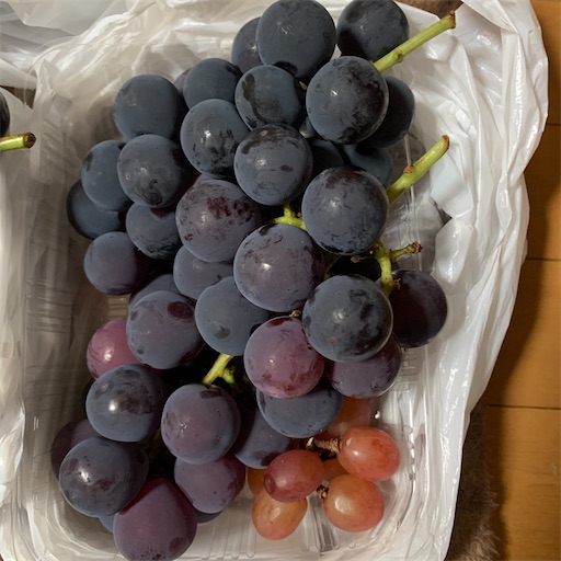 f:id:morinobanana:20210919151559j:image f:id:morinobanana:20210919151559j:image