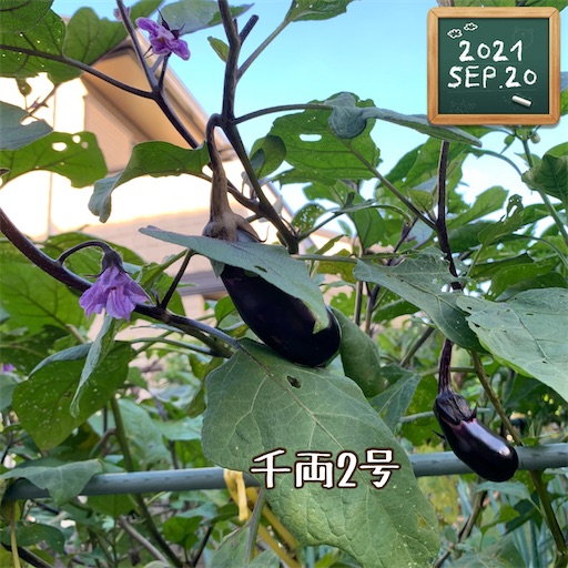 f:id:morinobanana:20210930171420j:image f:id:morinobanana:20210930171420j:image