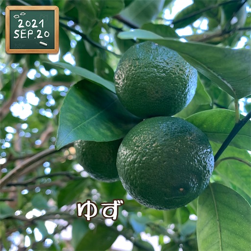f:id:morinobanana:20210930171508j:image f:id:morinobanana:20210930171508j:image