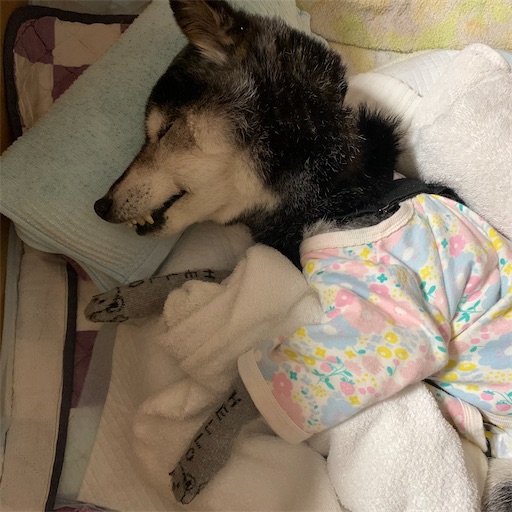 f:id:morinobanana:20211011104324j:image