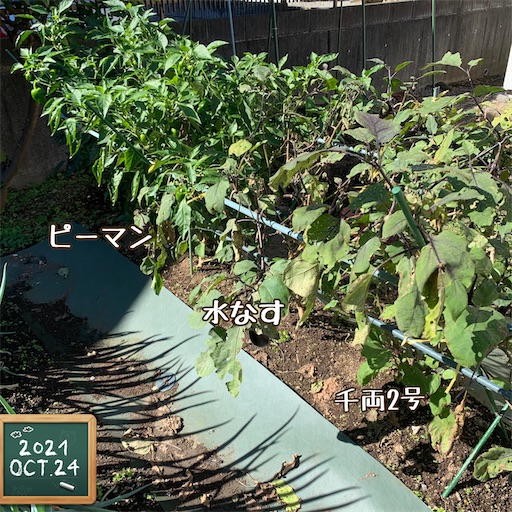 f:id:morinobanana:20211025162134j:image f:id:morinobanana:20211025162134j:image