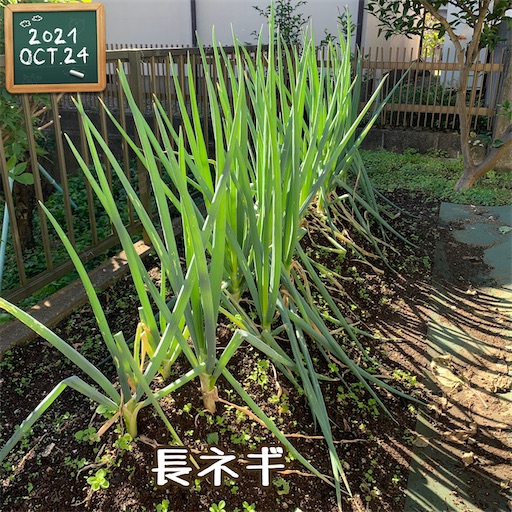 f:id:morinobanana:20211025162136j:image f:id:morinobanana:20211025162136j:image