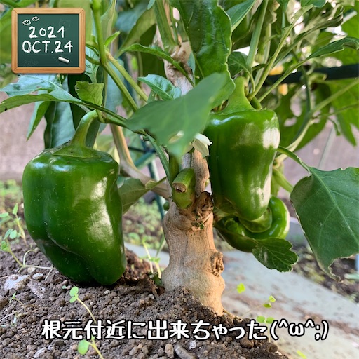 f:id:morinobanana:20211025162200j:image f:id:morinobanana:20211025162200j:image