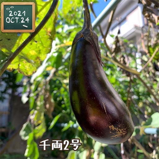 f:id:morinobanana:20211025162221j:image f:id:morinobanana:20211025162221j:image