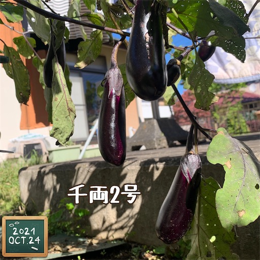 f:id:morinobanana:20211025162225j:image f:id:morinobanana:20211025162225j:image