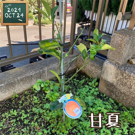 f:id:morinobanana:20211025162248j:image f:id:morinobanana:20211025162248j:image