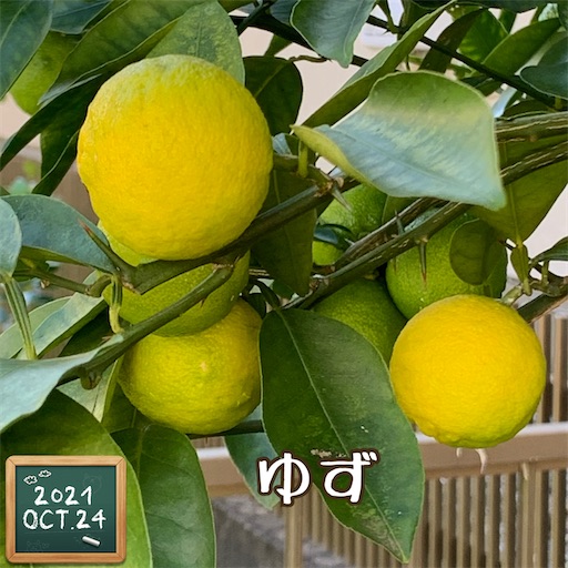 f:id:morinobanana:20211025162250j:image f:id:morinobanana:20211025162250j:image
