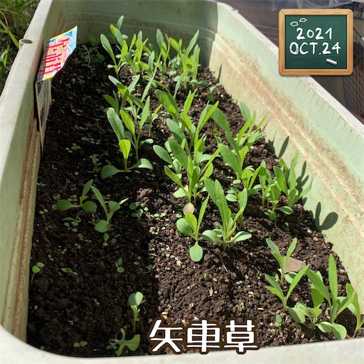f:id:morinobanana:20211025162309j:image f:id:morinobanana:20211025162309j:image