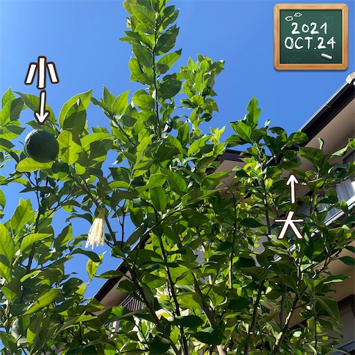 f:id:morinobanana:20211025162437j:image f:id:morinobanana:20211025162437j:image