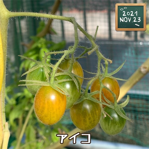 f:id:morinobanana:20211208132911j:image f:id:morinobanana:20211208132911j:image