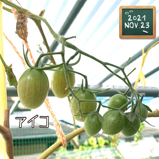f:id:morinobanana:20211208132914j:image f:id:morinobanana:20211208132914j:image