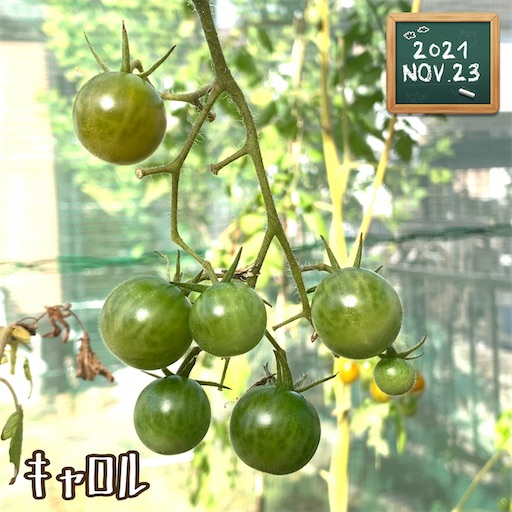 f:id:morinobanana:20211208132932j:image f:id:morinobanana:20211208132932j:image