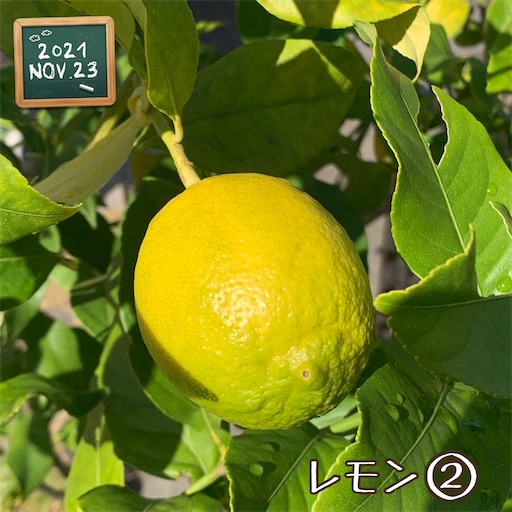 f:id:morinobanana:20211208133451j:image f:id:morinobanana:20211208133451j:image