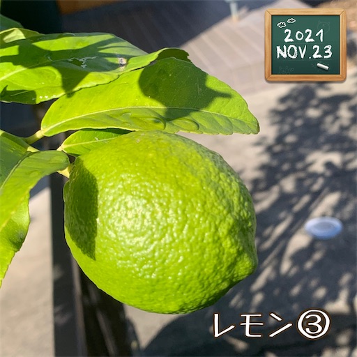 f:id:morinobanana:20211208133453j:image f:id:morinobanana:20211208133453j:image