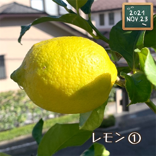 f:id:morinobanana:20211208133456j:image f:id:morinobanana:20211208133456j:image