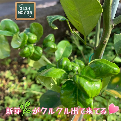 f:id:morinobanana:20211208133644j:image f:id:morinobanana:20211208133644j:image