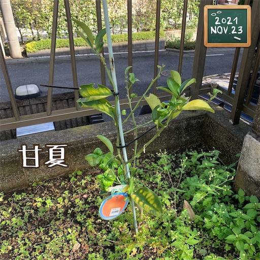 f:id:morinobanana:20211208133646j:image f:id:morinobanana:20211208133646j:image