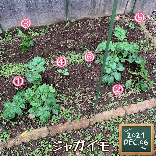 f:id:morinobanana:20211208140024j:image f:id:morinobanana:20211208140024j:image