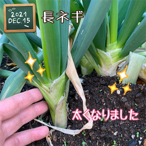 f:id:morinobanana:20220129165344j:image f:id:morinobanana:20220129165344j:image