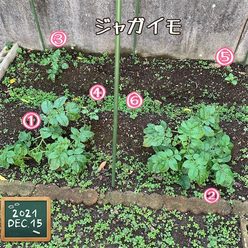 f:id:morinobanana:20220129165817j:image f:id:morinobanana:20220129165817j:image